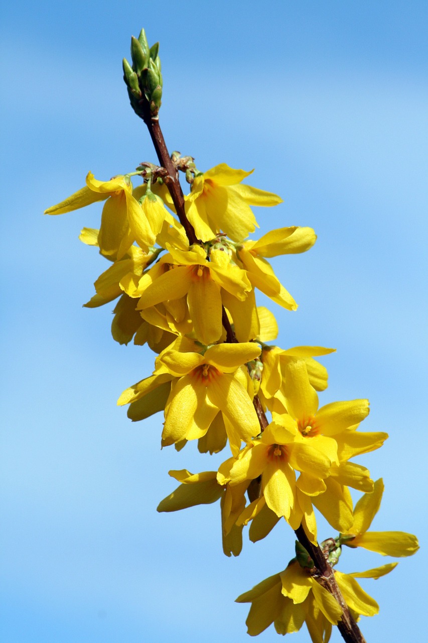 Gėlė, Geltona, Krūmas, Geltona Gėlė, Gamta, Filialas, Laburnum, Augalas, Sodas, Nemokamos Nuotraukos