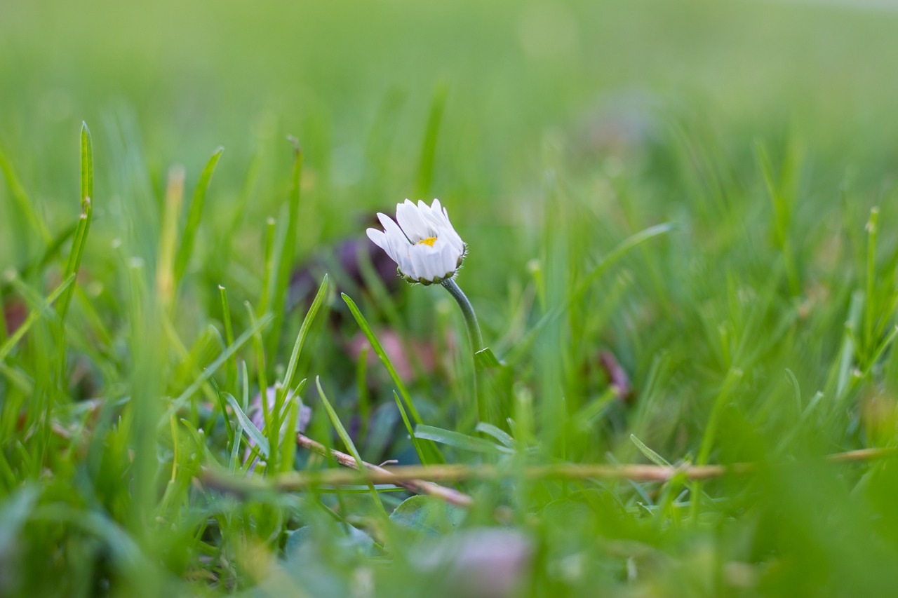 Gėlė, Daisy, Žolė, Turėti, Vaisiai, Medis, Miškas, Žalias, Mediena, Gamta