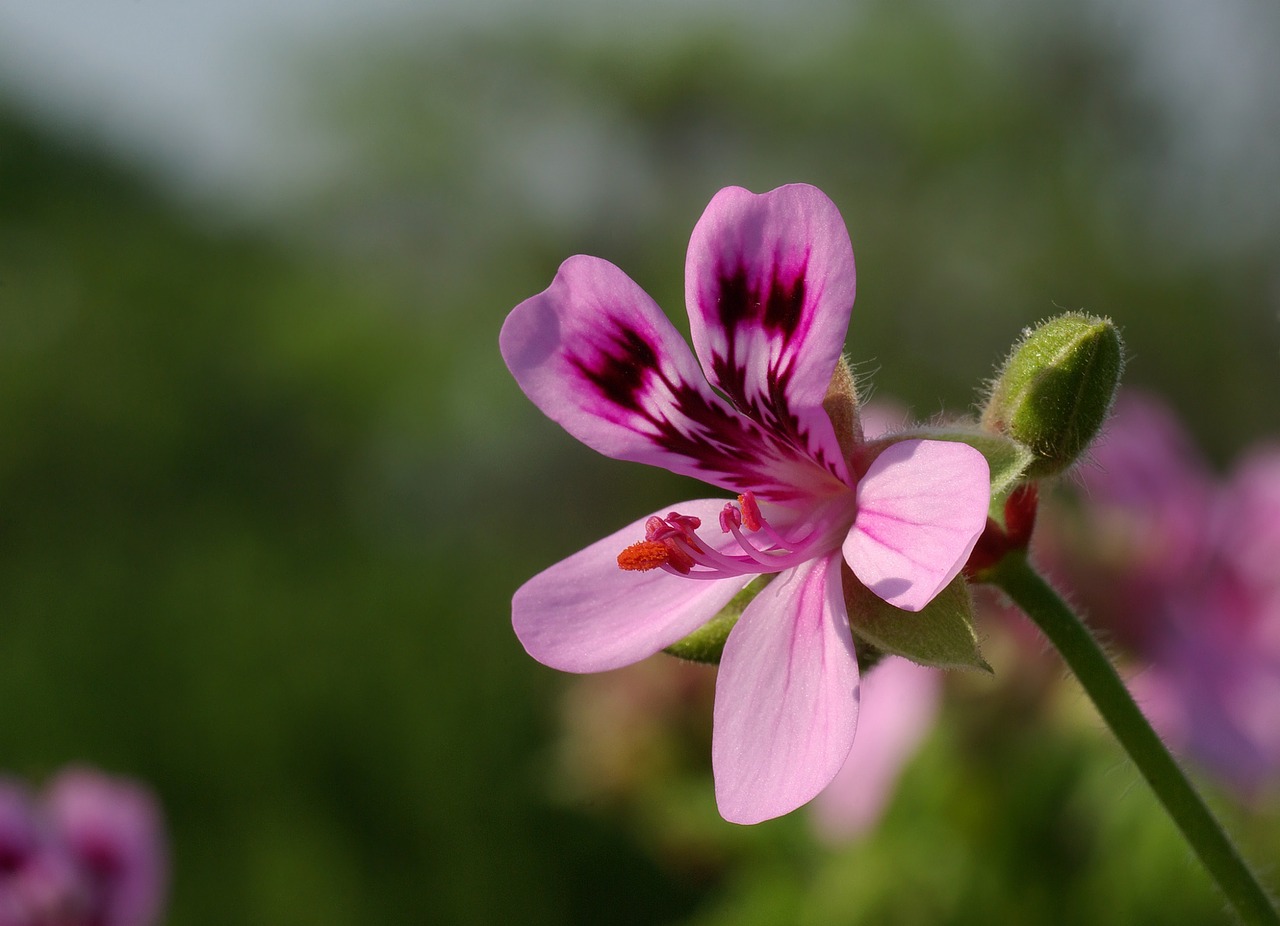 Gėlė, Pelargonium, Geranium, Žydėti, Žiedas, Žiedlapiai, Augalas, Žydi, Šviesus, Gyvas