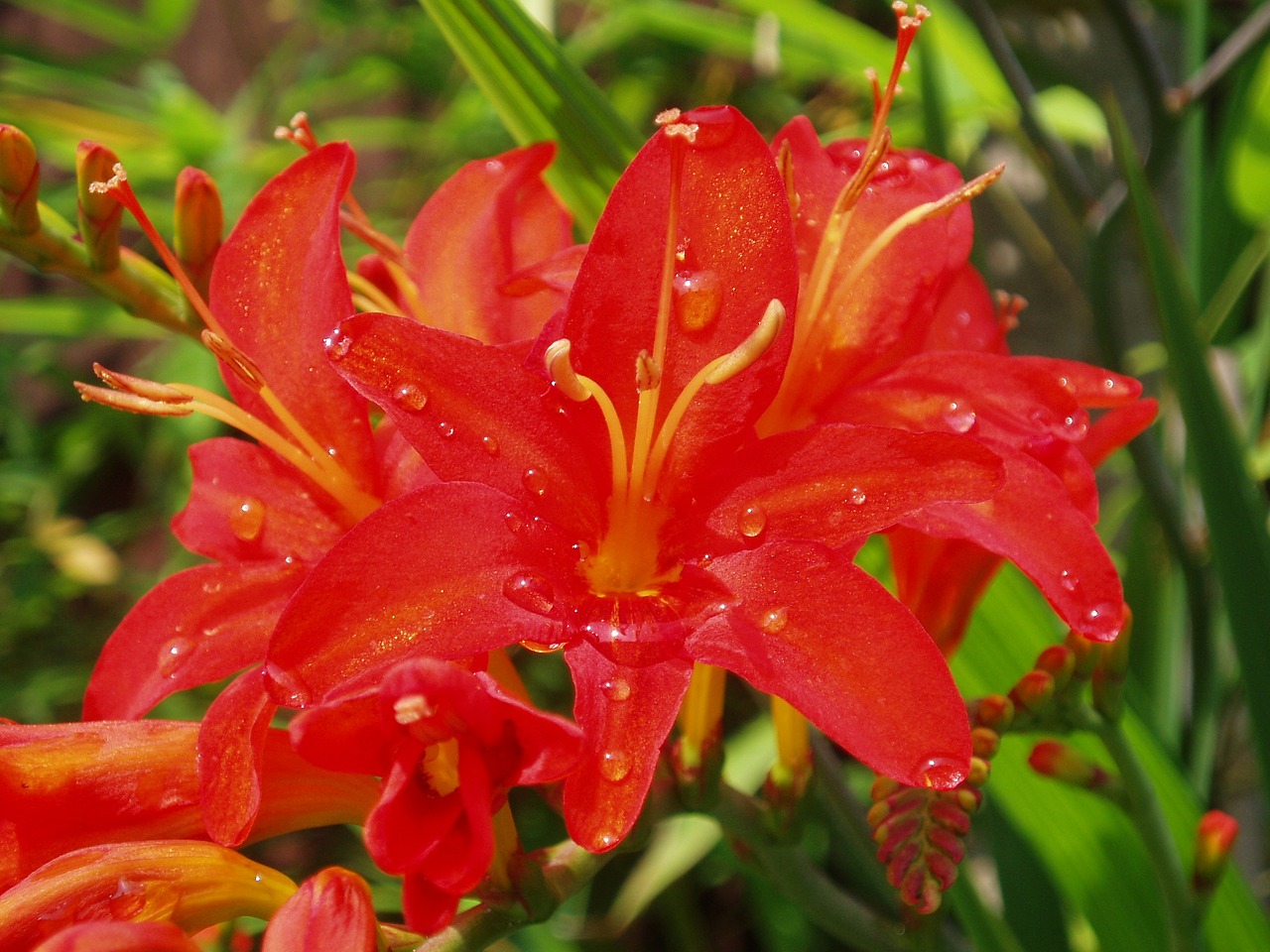 Gėlė, Raudona, Vasara, Crocosmia Lucifer, Žydėti, Vasaros Gėlės, Montbretia, Lucifer, Žydi, Uždaryti