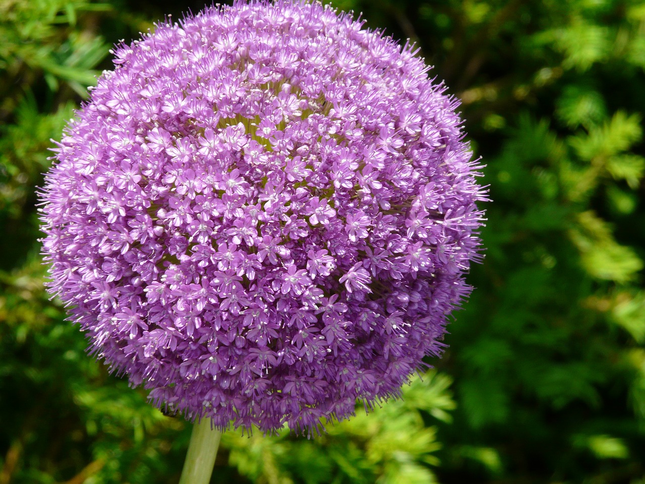 Gėlė, Violetinė, Allium, Žiedas, Žydėti, Svogūnai, Nemokamos Nuotraukos,  Nemokama Licenzija