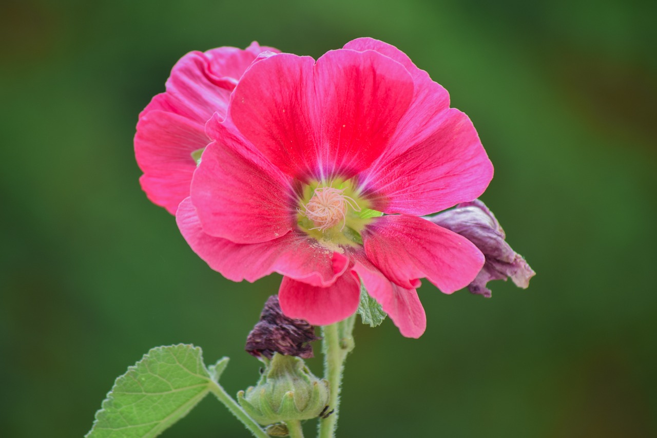 Gėlė, Rožinis, Raudona, Augalas, Gamta, Žydėti, Žalias, Pavasaris, Žiedlapis, Flora