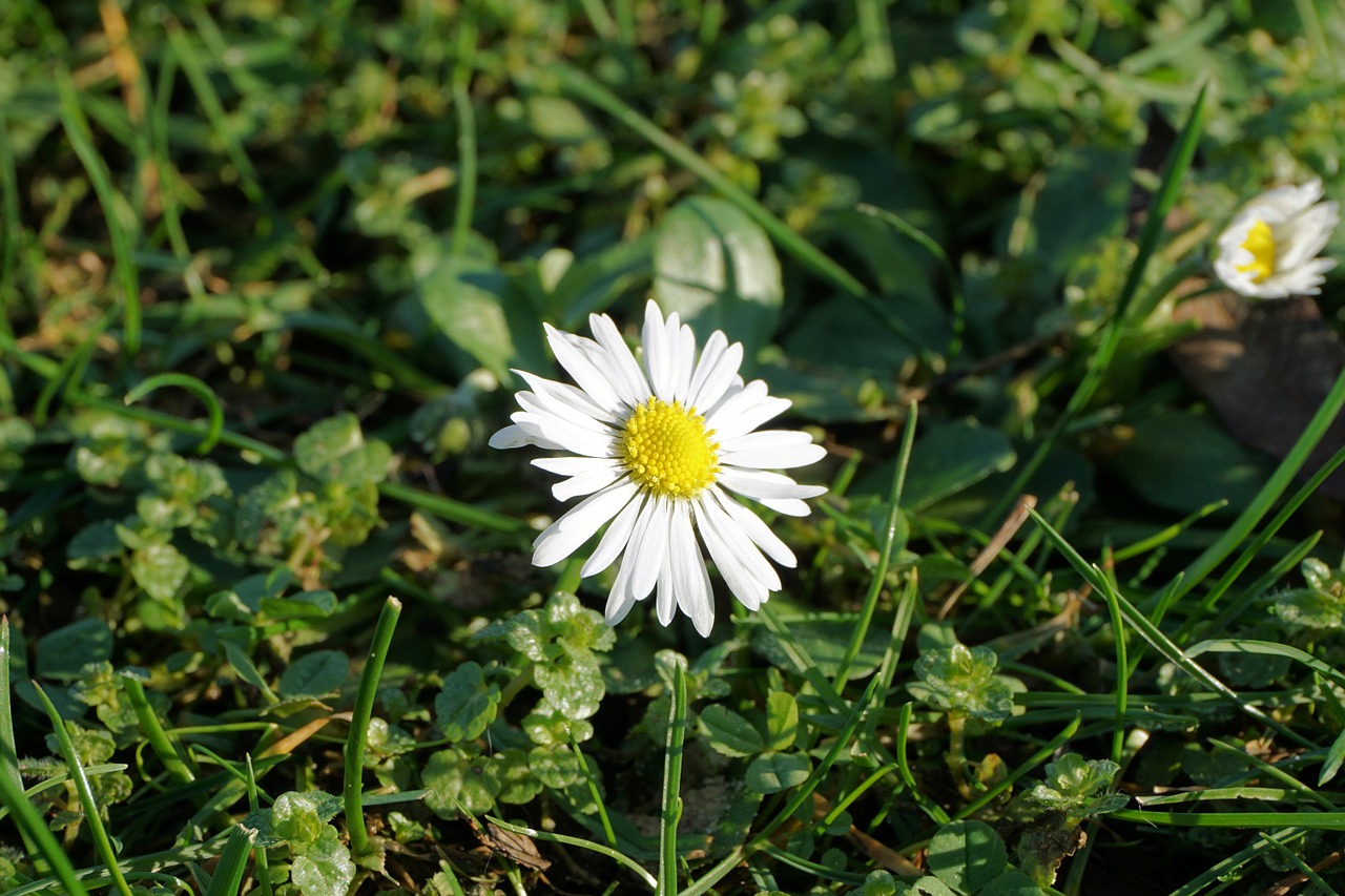 Gėlė, Daisy, Balta, Augalas, Pieva, Flora, Gamta, Žiedas, Žydėti, Pavasaris