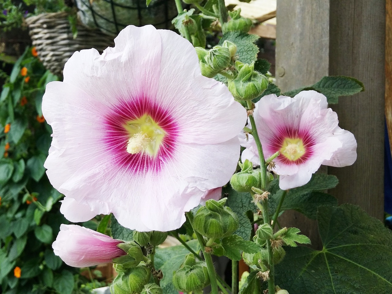 Hibiscus, Gėlė, Gėlės, Sodas, Rožinis, Žydėti, Gamta, Nemokamos Nuotraukos,  Nemokama Licenzija