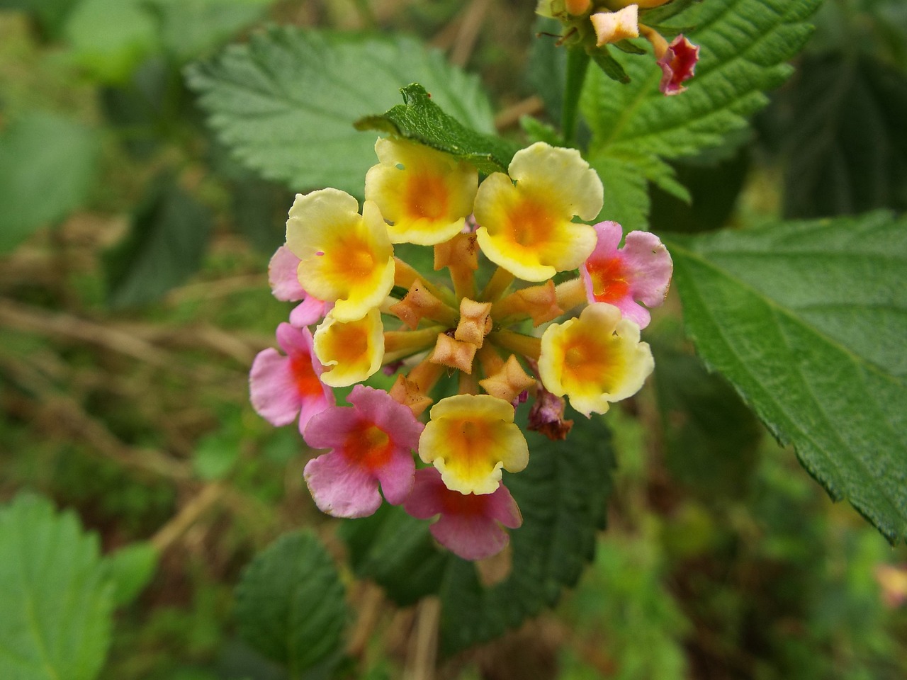 Lantana Camara, Gėlė, Žydėti, Lapai, Žiedas, Budas, Žalias, Pavasaris, Pavasario Gėlės, Žiedlapis