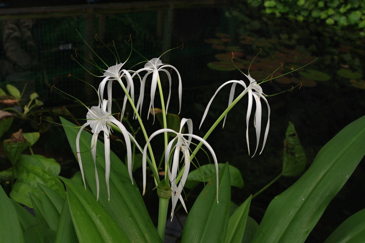 Gėlė, Sodas, Balta, Gėlės, Balta Gėlė, Flora, Žydėjimas, Augalas, Gamta, Grožis