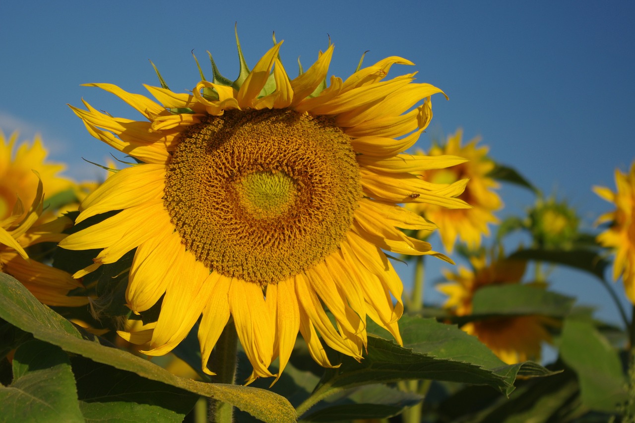 Gėlė, Geltona, Saulėgrąžos, Gamta, Sodas, Gėlės, Saulė, Flora, Žydėjimas, Vasara