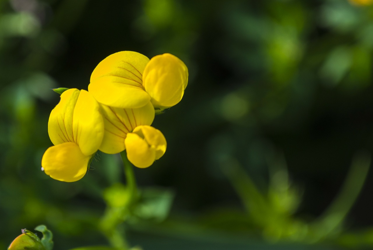 Gėlė, Geltona, Makro, Wildflower, Gamta, Nemokamos Nuotraukos,  Nemokama Licenzija