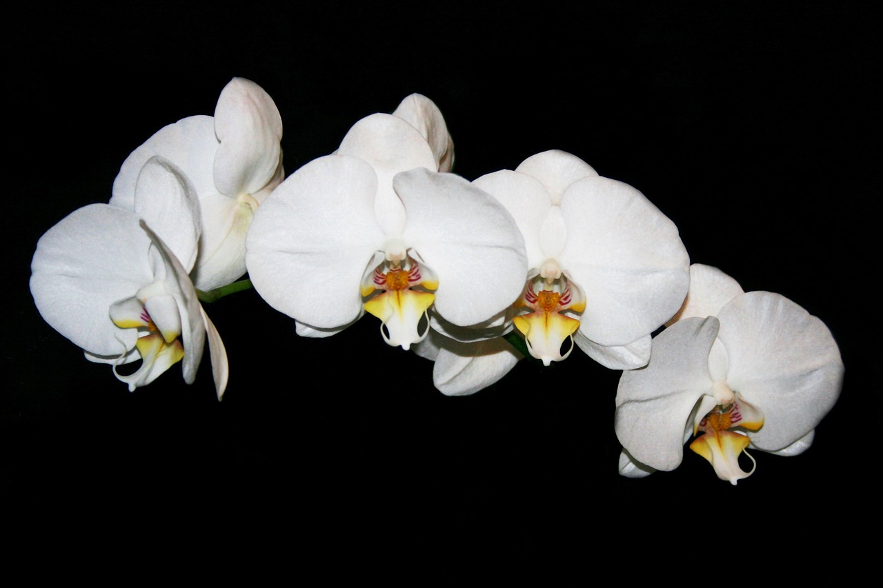 Gėlė, Orchidėja, Kambarinis Augalas, Natūralus, Nemokamos Nuotraukos,  Nemokama Licenzija