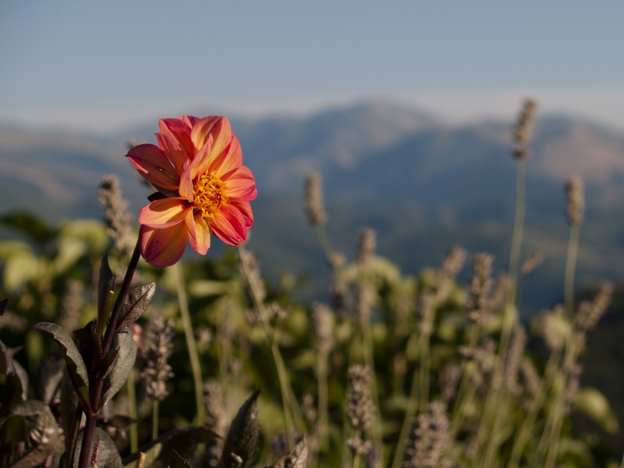 Gėlė, Kalnas, Gėlės, Vasara, Gamta, Italy, Kalnai, Oranžinė, Appennino, Prekės Ženklai