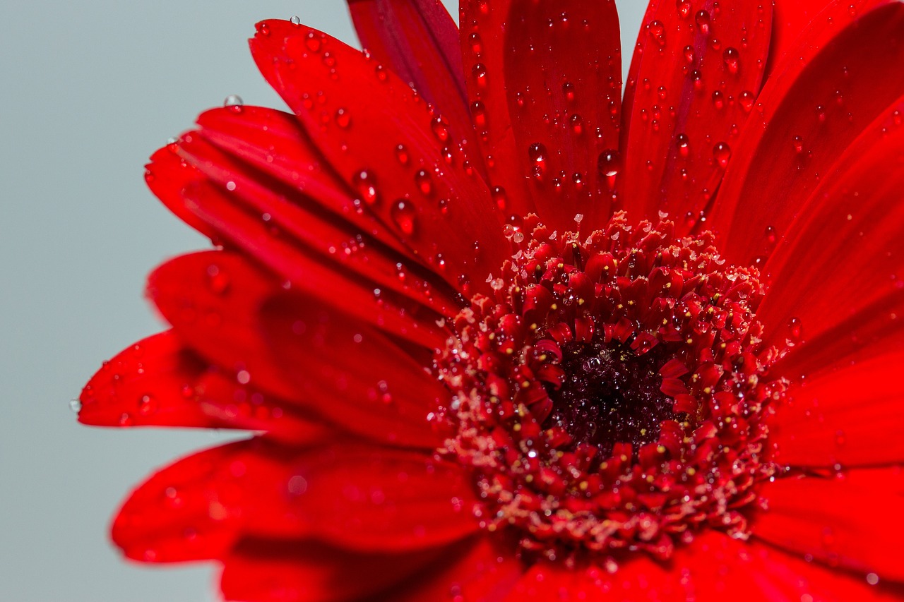 Gėlė, Žiedas, Žydėti, Raudona, Gerbera, Uždaryti, Makro, Vanduo, Lašelinė, Nemokamos Nuotraukos