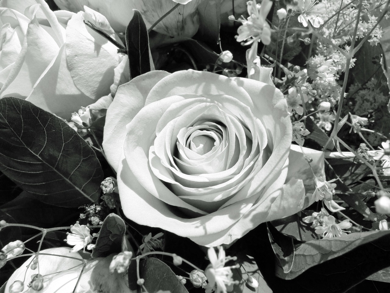 Gėlė, Rožė, Juoda Ir Balta, Nemokamos Nuotraukos,  Nemokama Licenzija