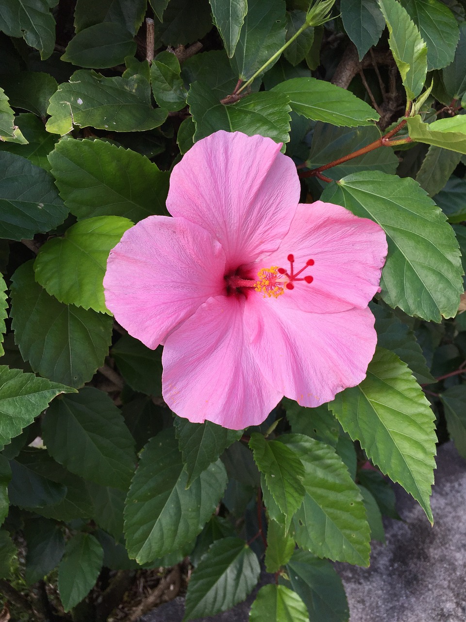 Gėlė, Žydėti, Rožinis, Hibiscus, Žalias, Žiedlapis, Sodas, Hawaii, Graži, Augalas