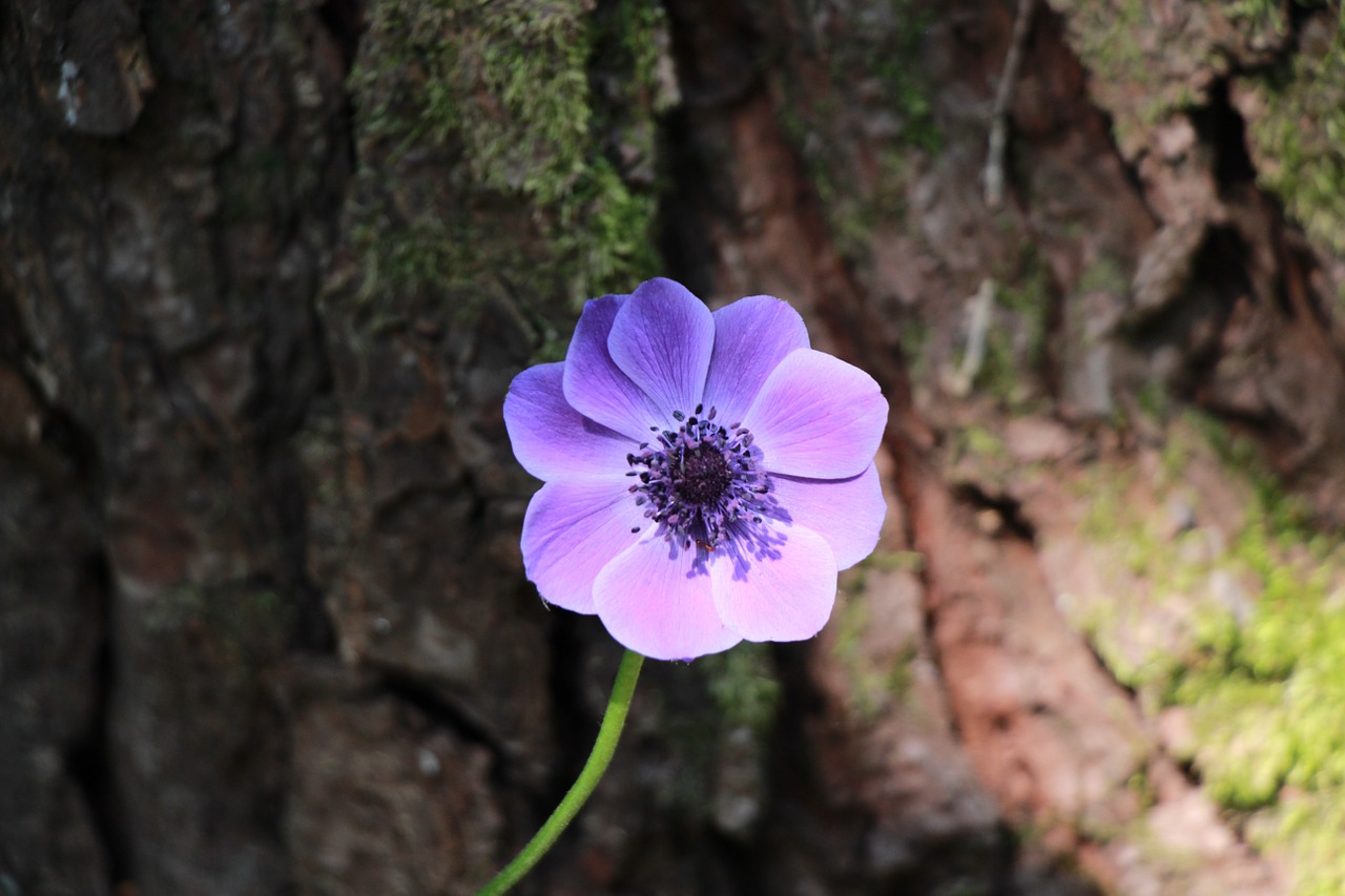 Anemonis, Gėlė, Žiedas, Žydėti, Uždaryti, Purpurinė Gėlė, Nemokamos Nuotraukos,  Nemokama Licenzija