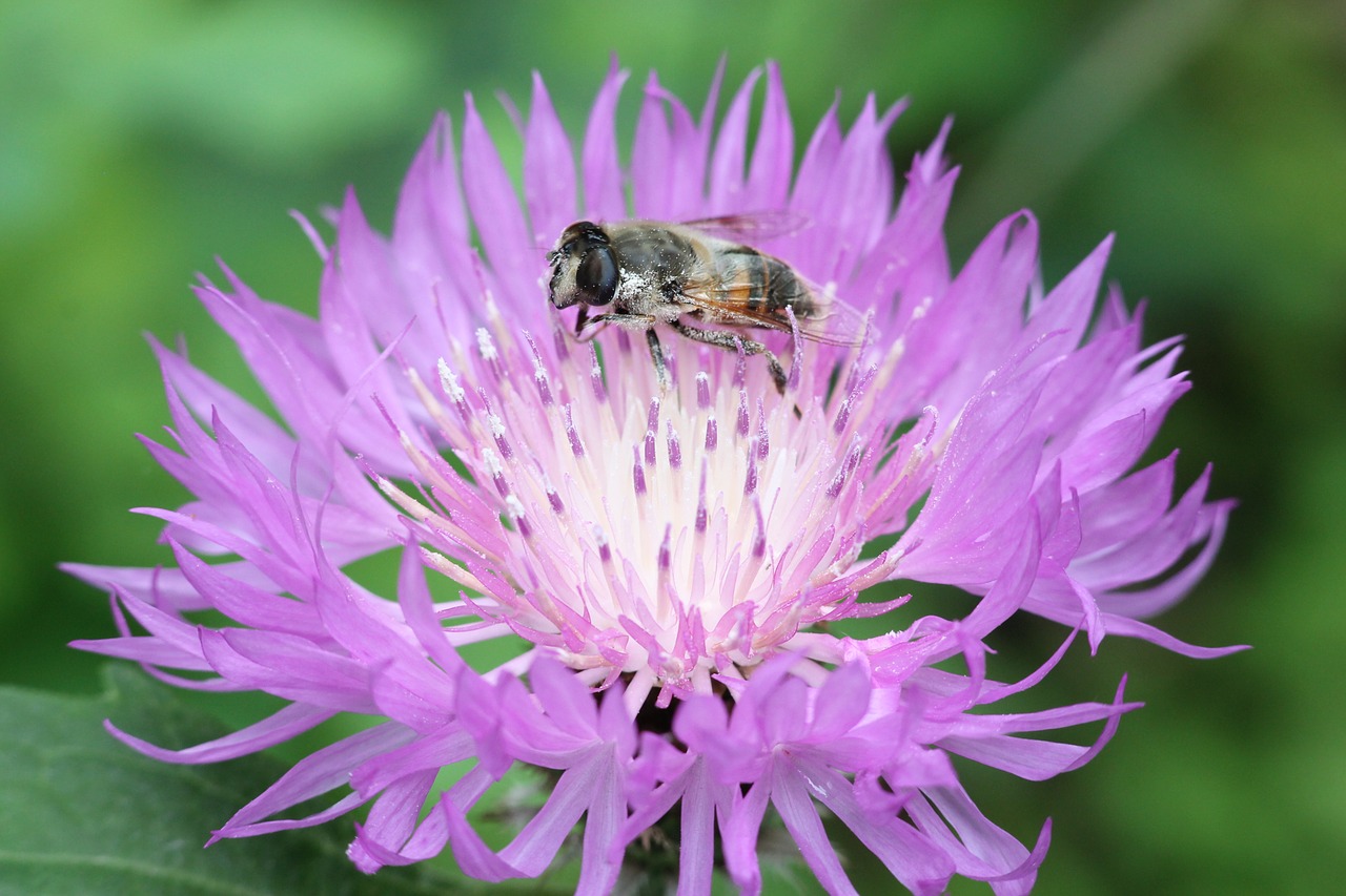 Gėlė, Skraidyti Hoverfly, Vabzdys, Gvazdikų Sodas, Augalas, Makro, Iš Arti, Gamta, Vasara, Gėlės