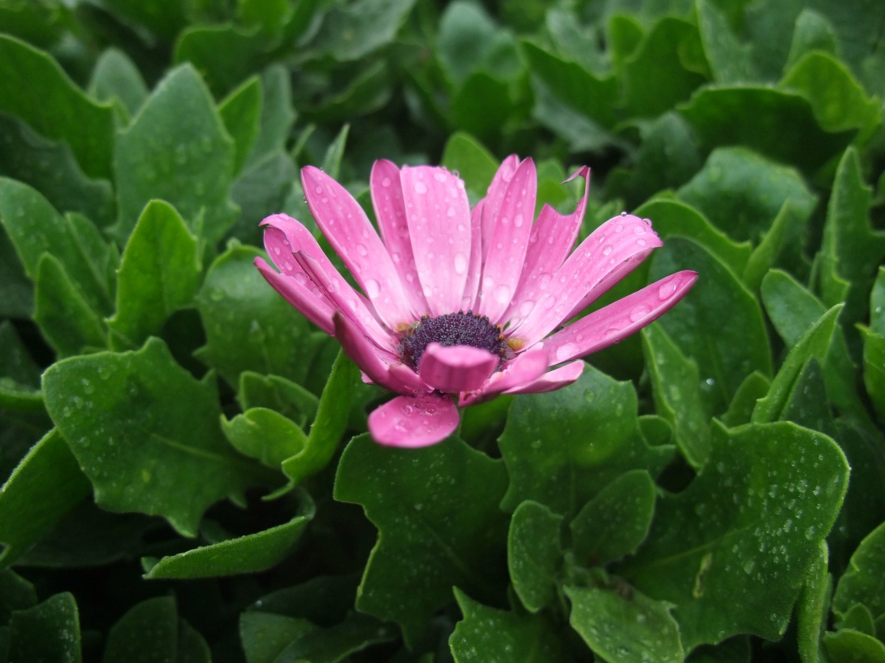 Violetinė Daisy, Gėlė, Rožinis, Gamta, Gėlių, Sodas, Nemokamos Nuotraukos,  Nemokama Licenzija