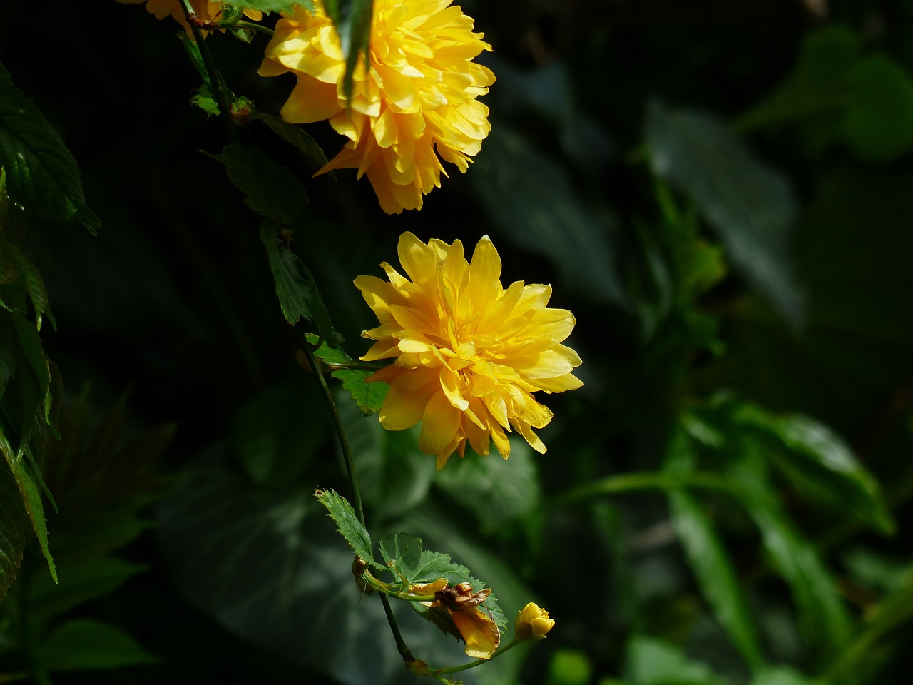 Žiedas, Žydėti, Geltona, Krūmas, Žydėti, Filialas, Japanese Kerrie, Kerria Japonica, Yamabuki, Ranunkel Krūmas