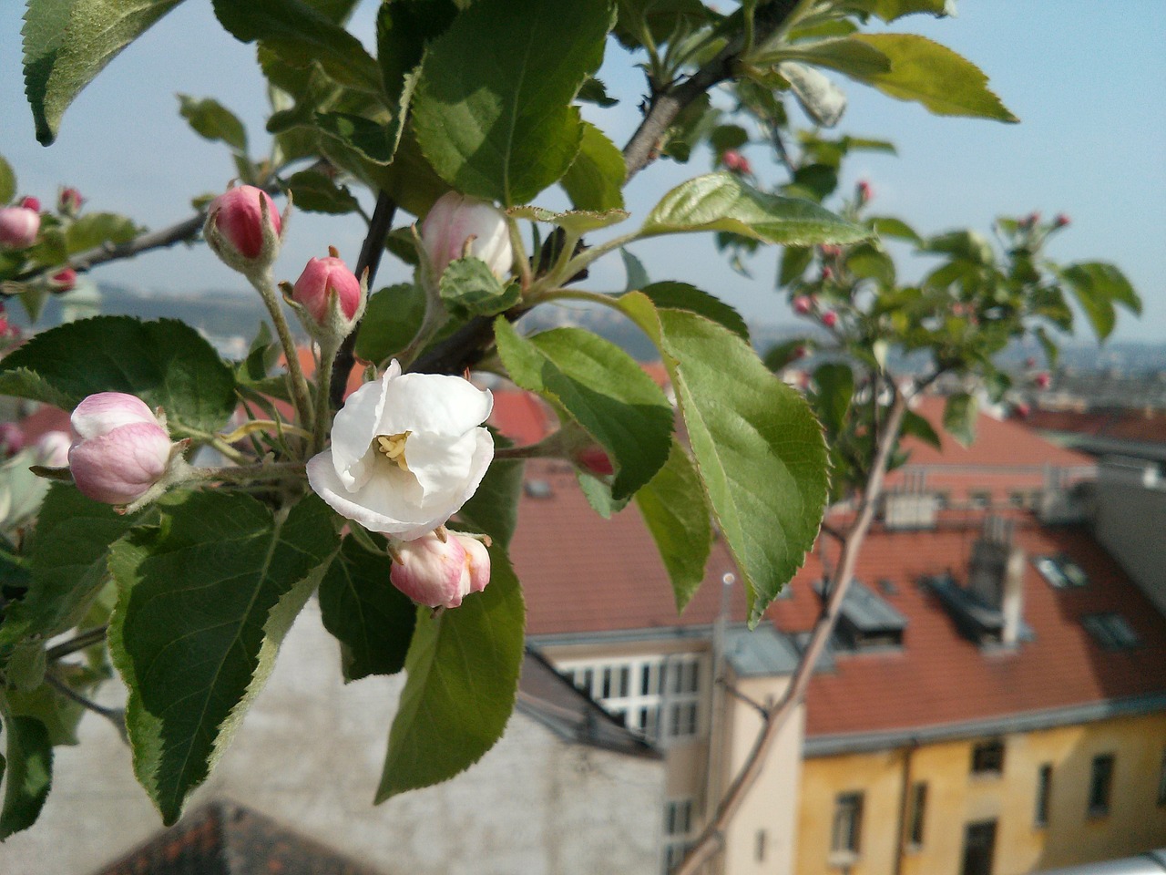 Gėlė, Žydėti, Žydi, Gėlės, Žydi, Medis, Obuolių Medis, Pavasaris, Obelų Žiedas, Žiedas