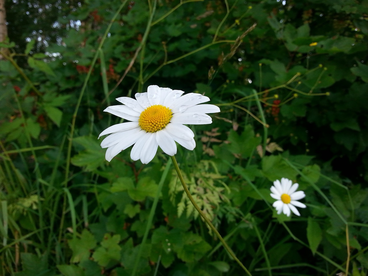 Gėlė, Daisy, Vasara, Pievų Augalas, Gamta, Augalas, Baltas Žiedas, Suomių, Balta, Baltos Laukinės Gėlės