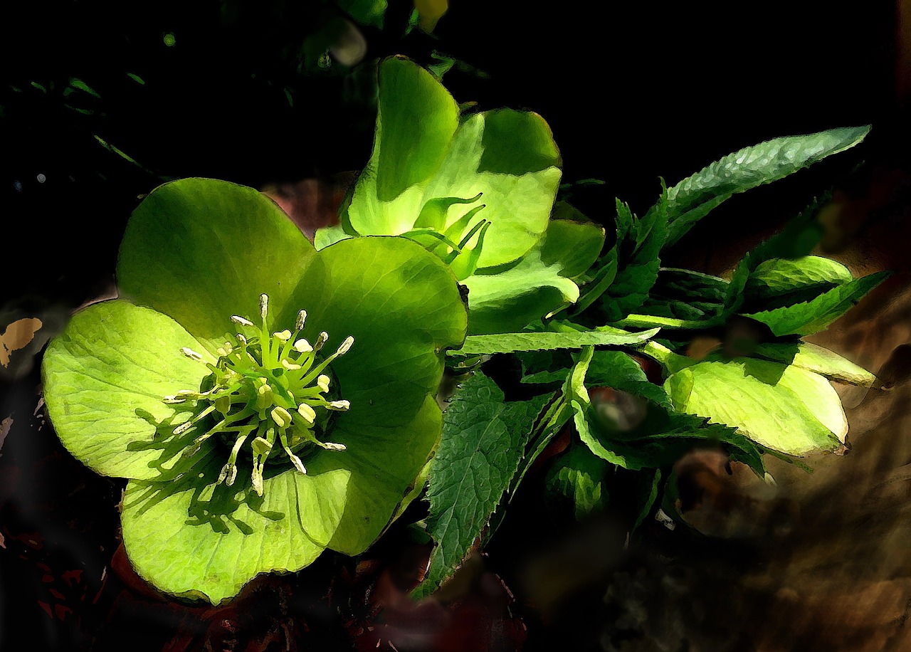 Hellebore, Gėlė, Žalias, Pavasaris, Helleborus, Žali Lapai, Nemokamos Nuotraukos,  Nemokama Licenzija