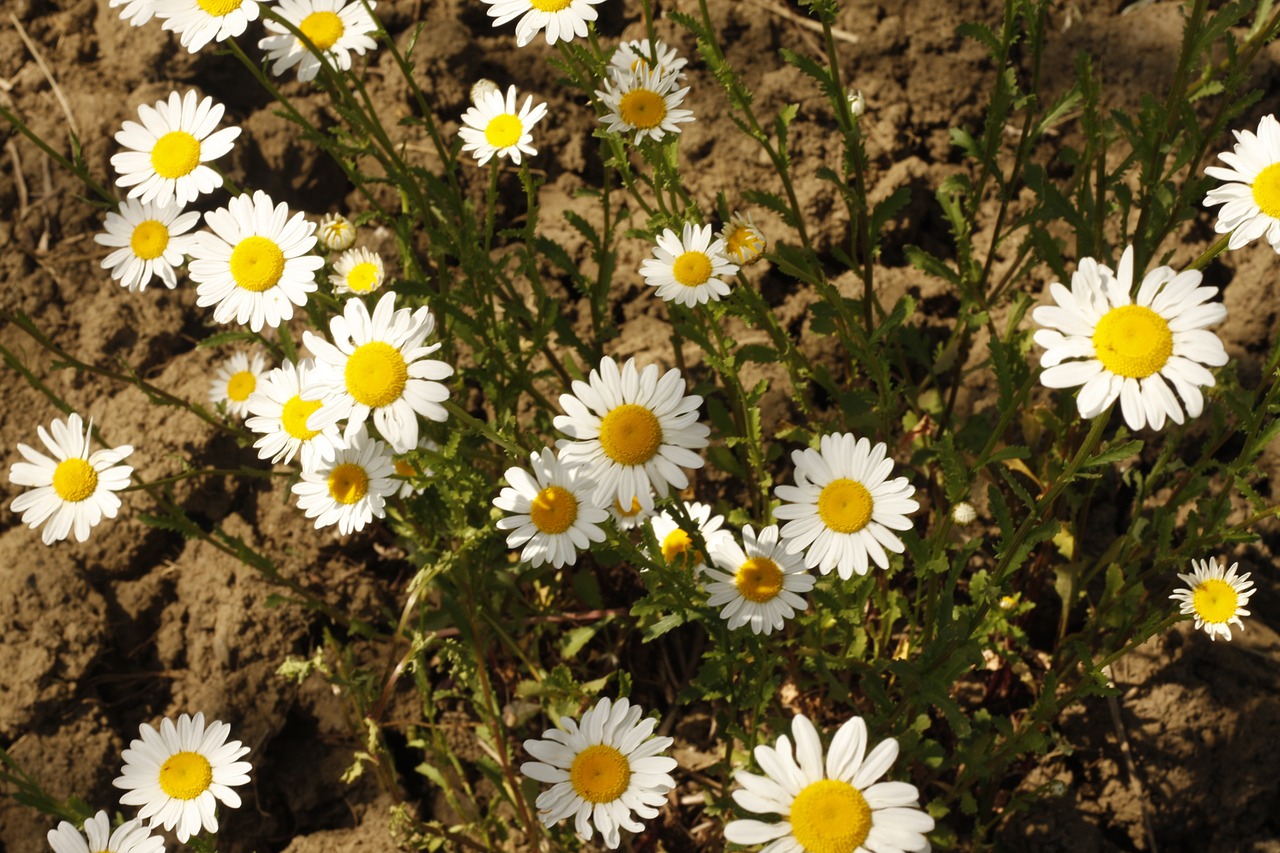 Daisy, Gėlė, Balta, Baltos Gėlės, Puokštė, Gamta, Elegantiškas, Vanduo, Gėlių, Pavasaris