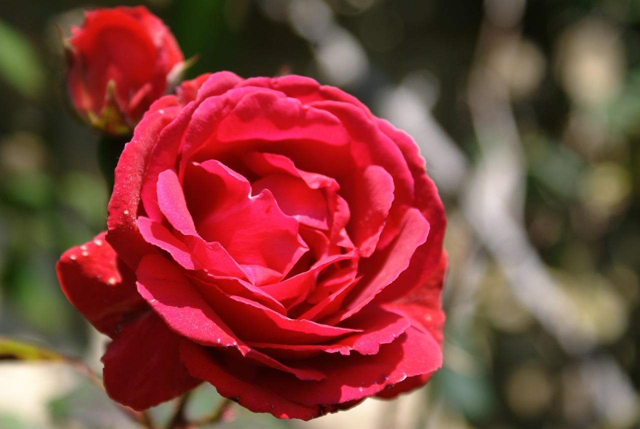 Gėlė, Rosa, Raudona, Nemokamos Nuotraukos,  Nemokama Licenzija