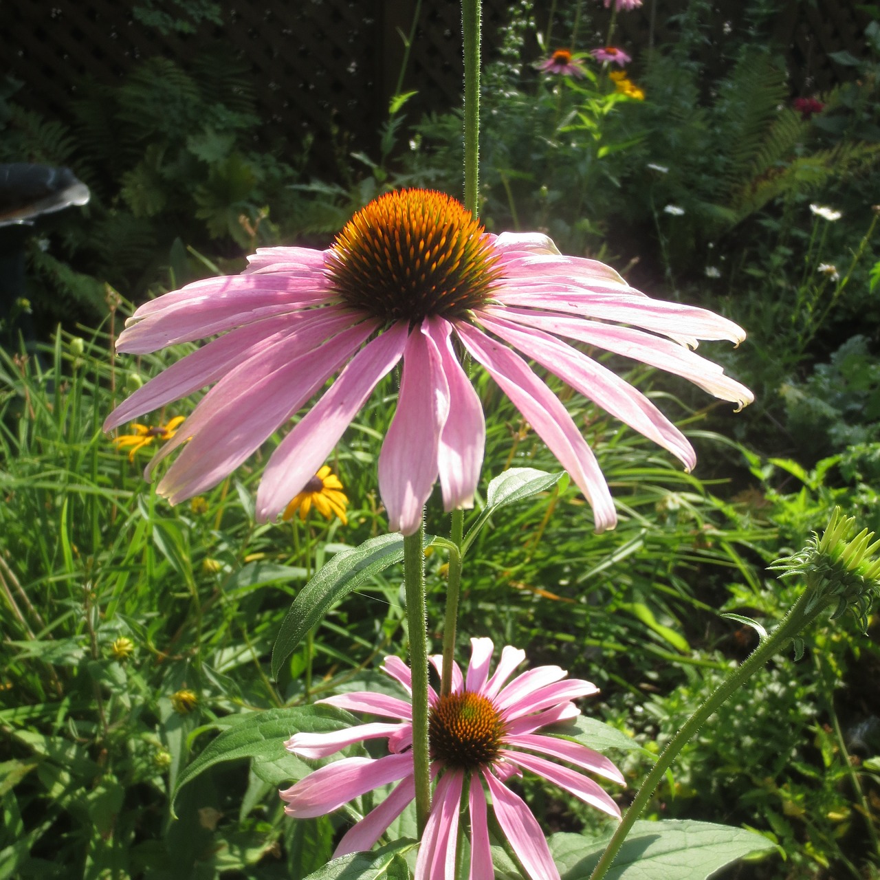 Echinacea, Gėlė, Shawinigan, Nemokamos Nuotraukos,  Nemokama Licenzija