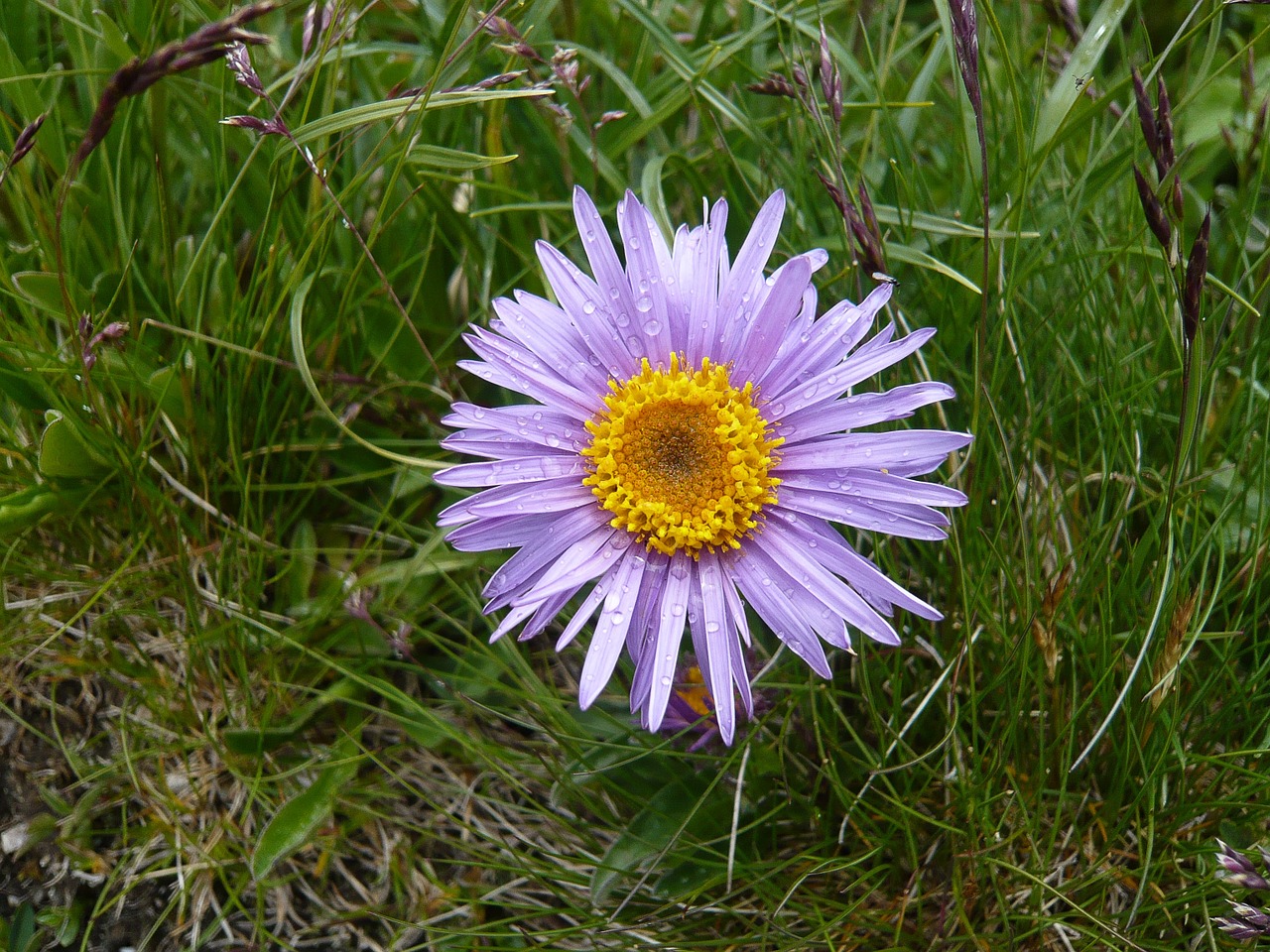 Gėlė, Žiedas, Žydėti, Violetinė, Gamta, Augalas, Uždaryti, Purpurinė Gėlė, Vasara, Nemokamos Nuotraukos