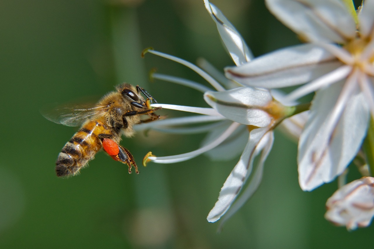 Gėlė, Bičių, Vabzdys, Makro, Žiedadulkės, Medaus Bitė, Flora, Nemokamos Nuotraukos,  Nemokama Licenzija