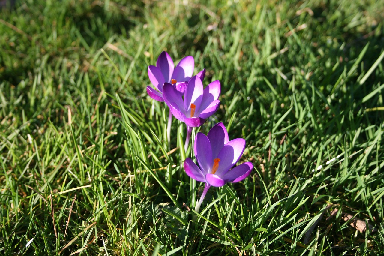 Gėlė, Augalas, Sodas, Pavasaris, Crocus, Žiedas, Žydėti, Violetinė, Gamta, Nemokamos Nuotraukos