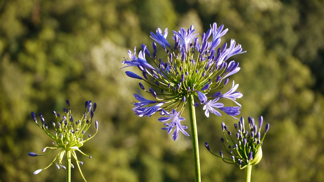 Juvelyriniai Lelijos, Agapanthus, Meilės Gėlės, Purpurinė Gėlė, Budas, Gamta, Lilija Iš Nilo, Nemokamos Nuotraukos,  Nemokama Licenzija