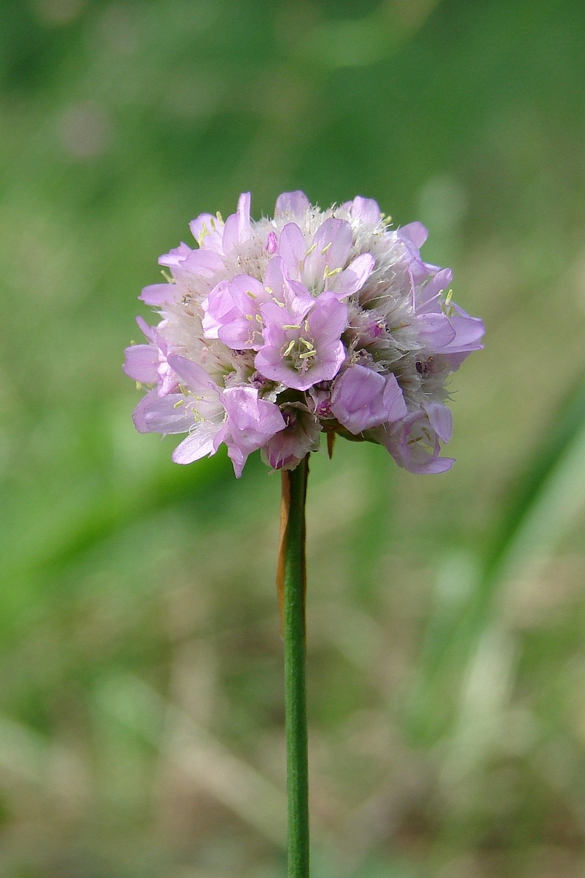 Gėlė, Violetinė, Purpurinė Gėlė, Gamta, Gėlių, Vasara, Augalas, Žalias, Nemokamos Nuotraukos,  Nemokama Licenzija