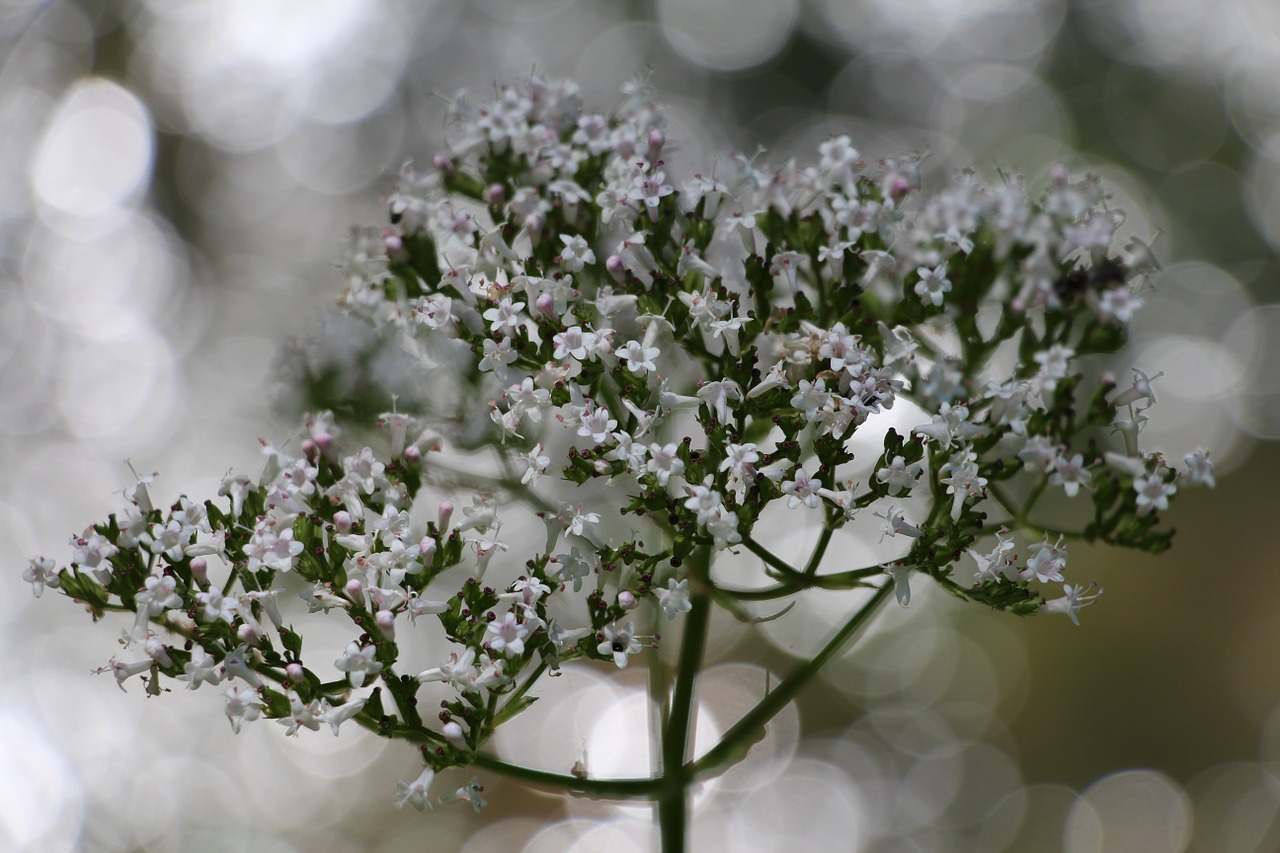 Gėlė, Fleurs Des Champs, Laukinės Gėlės, Kvapai Étè, Gamta, Vasaros Gėlės, Balta, Nemokamos Nuotraukos,  Nemokama Licenzija