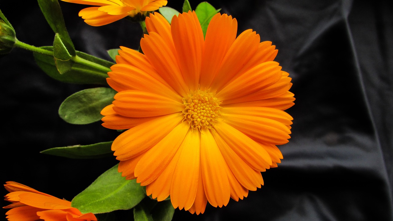 Marigoldas, Calendula Officinalis, Gėlė, Gražus, Oranžinė, Žiedas, Šviežias, Nemokamos Nuotraukos,  Nemokama Licenzija