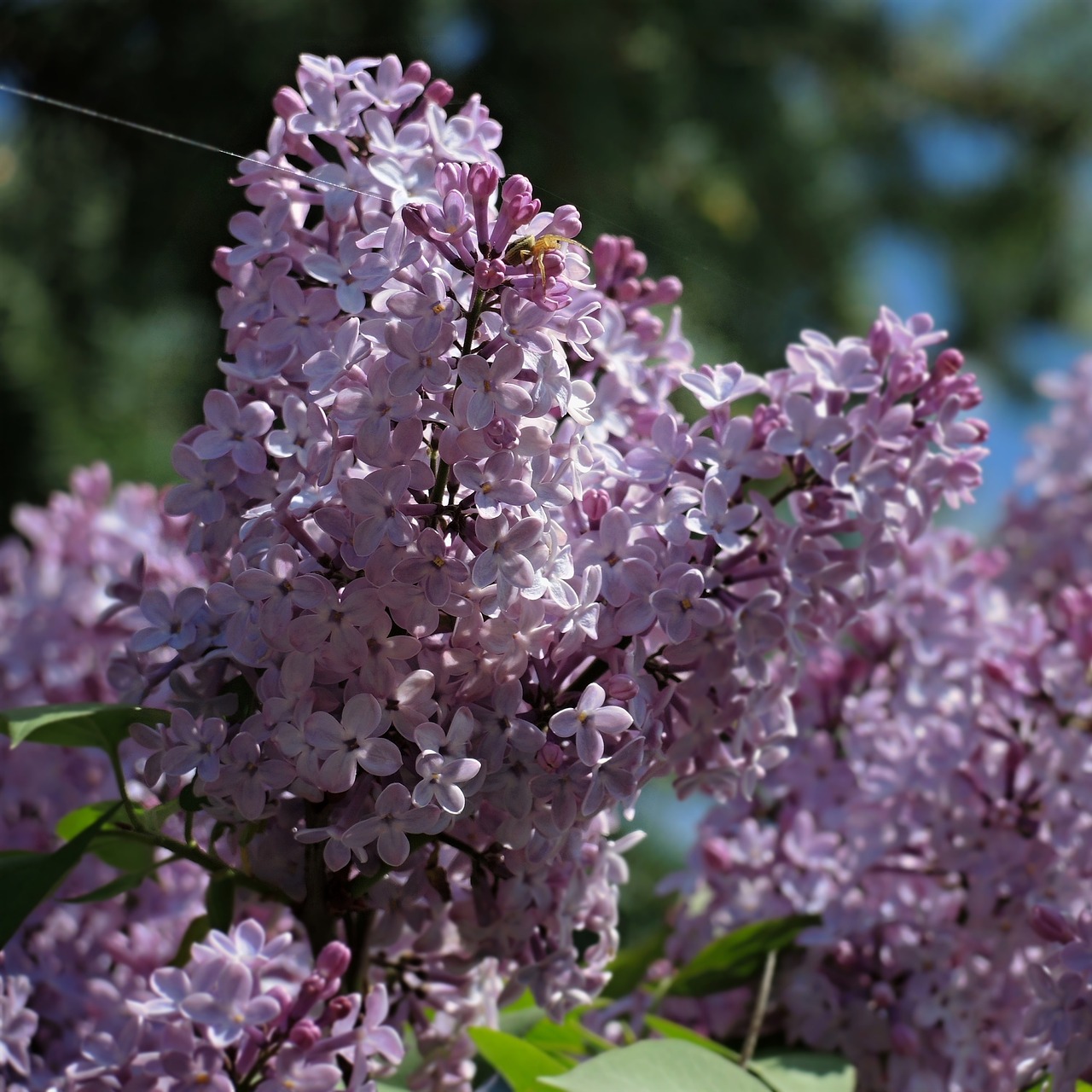 Gėlė, Alyva, Sodas, Violetinė, Krūmas, Pavasaris, Nemokamos Nuotraukos,  Nemokama Licenzija