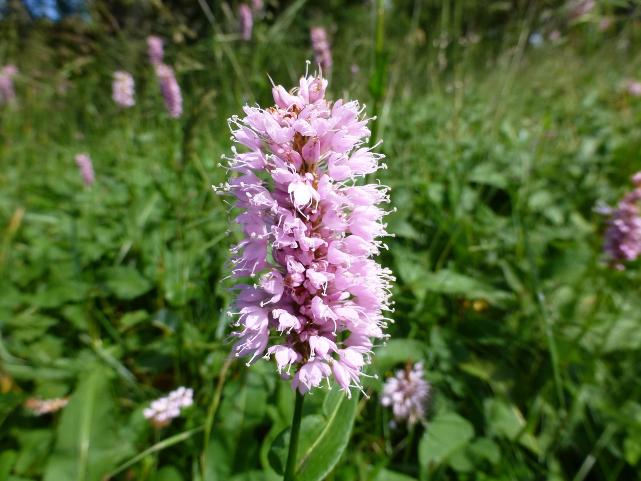 Dactylorhiza, Gėlė, Žiedas, Žydėti, Purpurinė Gėlė, Uždaryti, Augalas, Pavasaris, Gėlių Pieva, Pieva