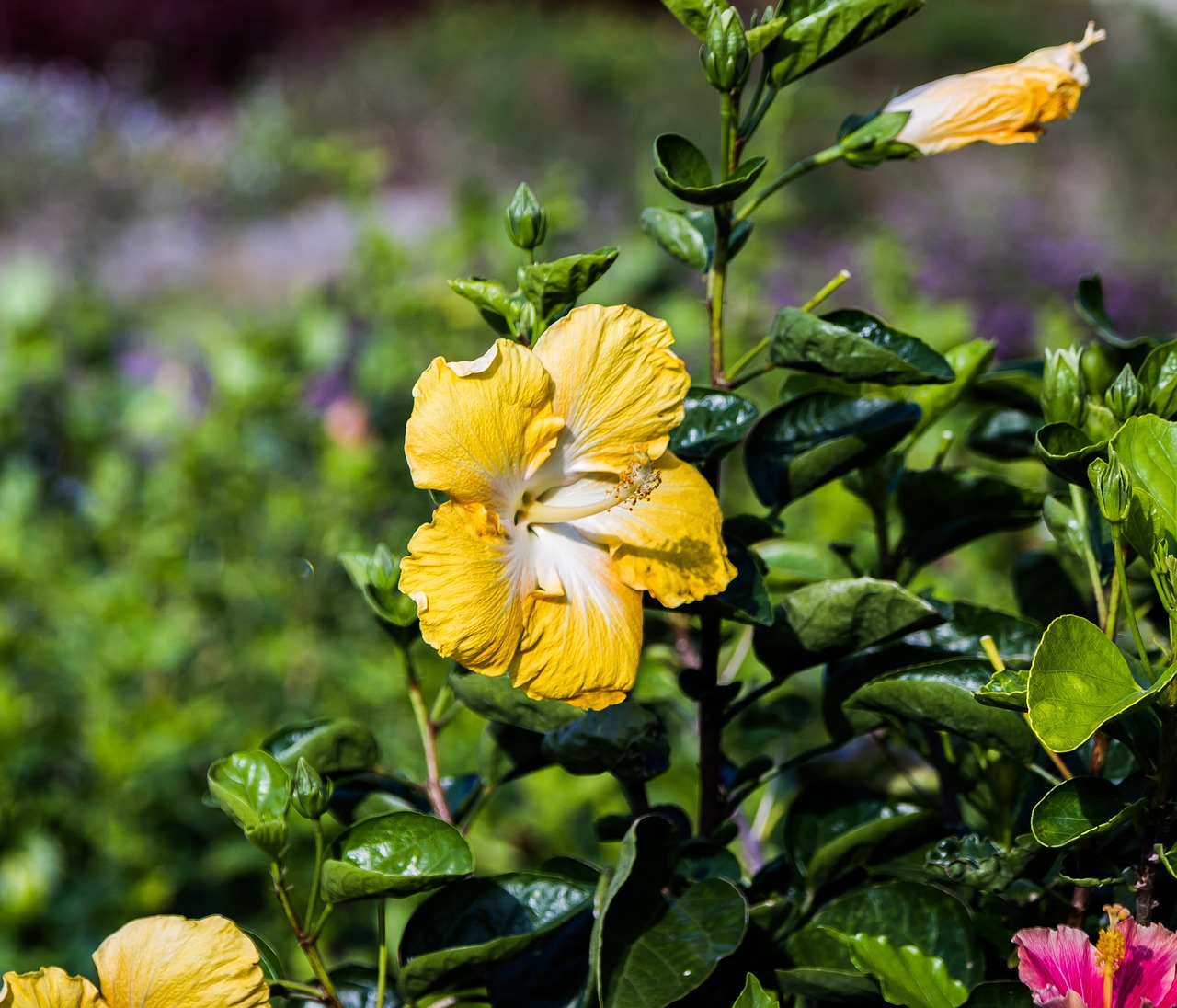 Hibiscus, Geltona, Gėlė, Žiedas, Žydėti, Pavasaris, Geltona Gėlė, Gamta, Augalas, Uždaryti