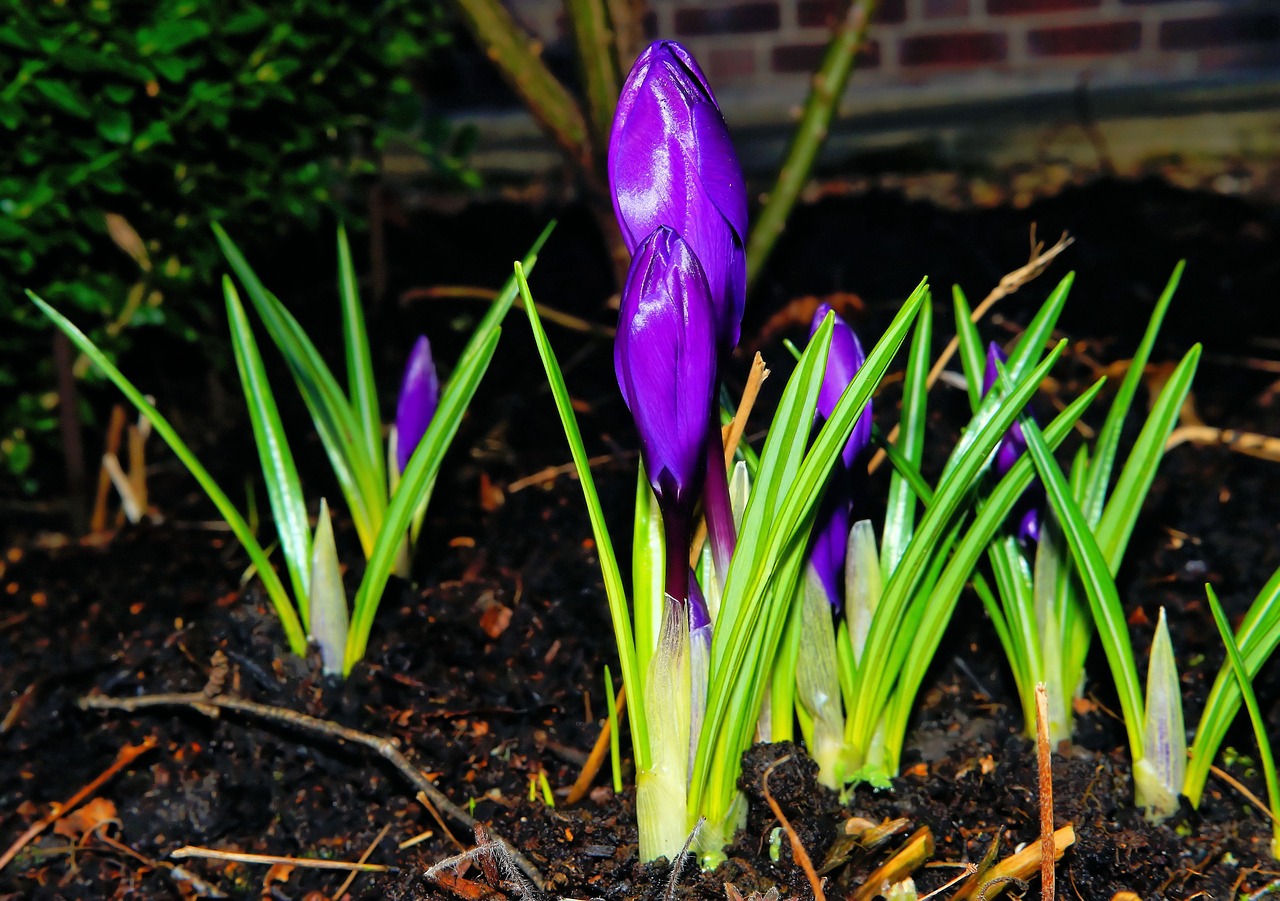 Crocus, Gėlė, Žiedas, Žydėti, Violetinė, Gamta, Augalas, Uždaryti, Purpurinė Gėlė, Vasaris