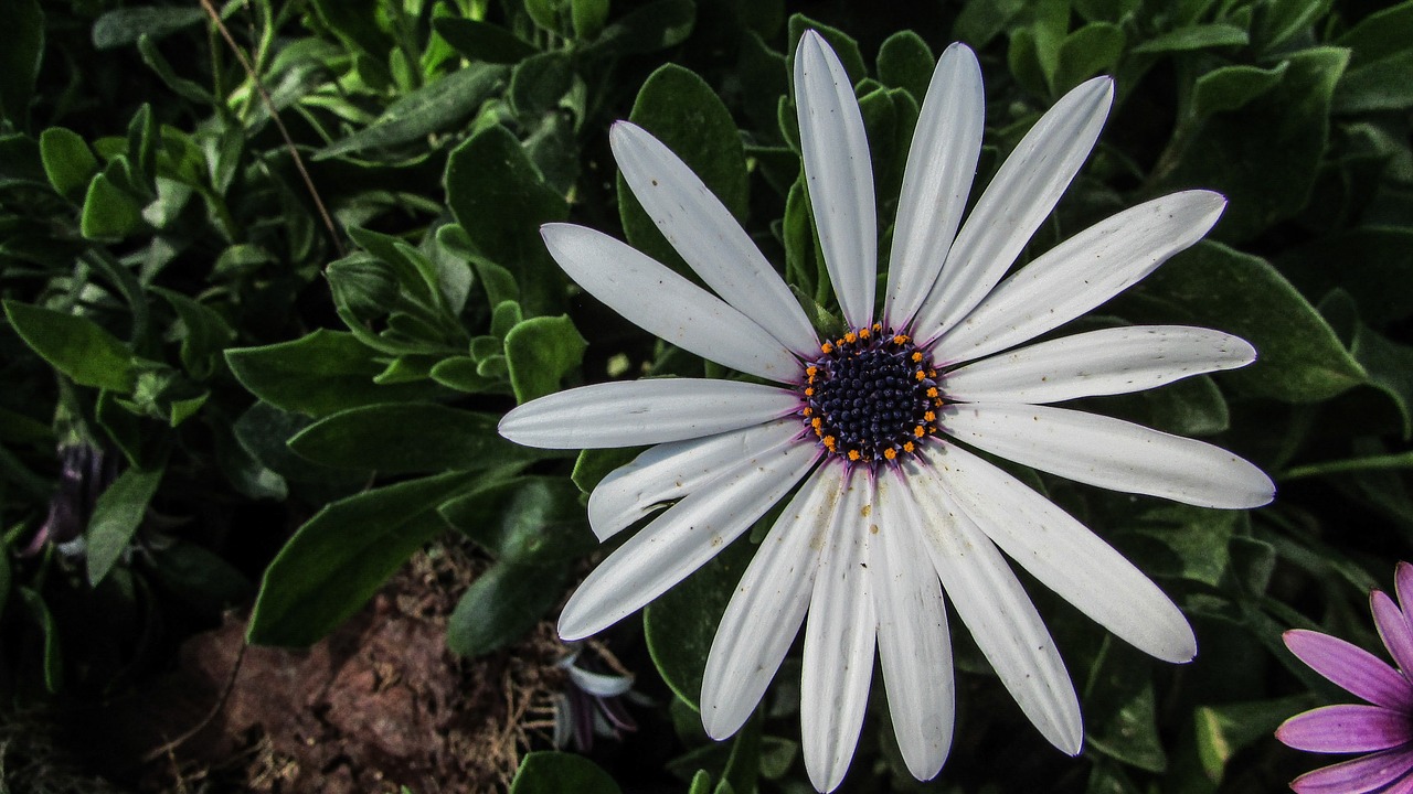 Gėlė, Daisy, Gėlių, Gamta, Žiedas, Pavasaris, Sodas, Šviežias, Spalvinga, Nemokamos Nuotraukos