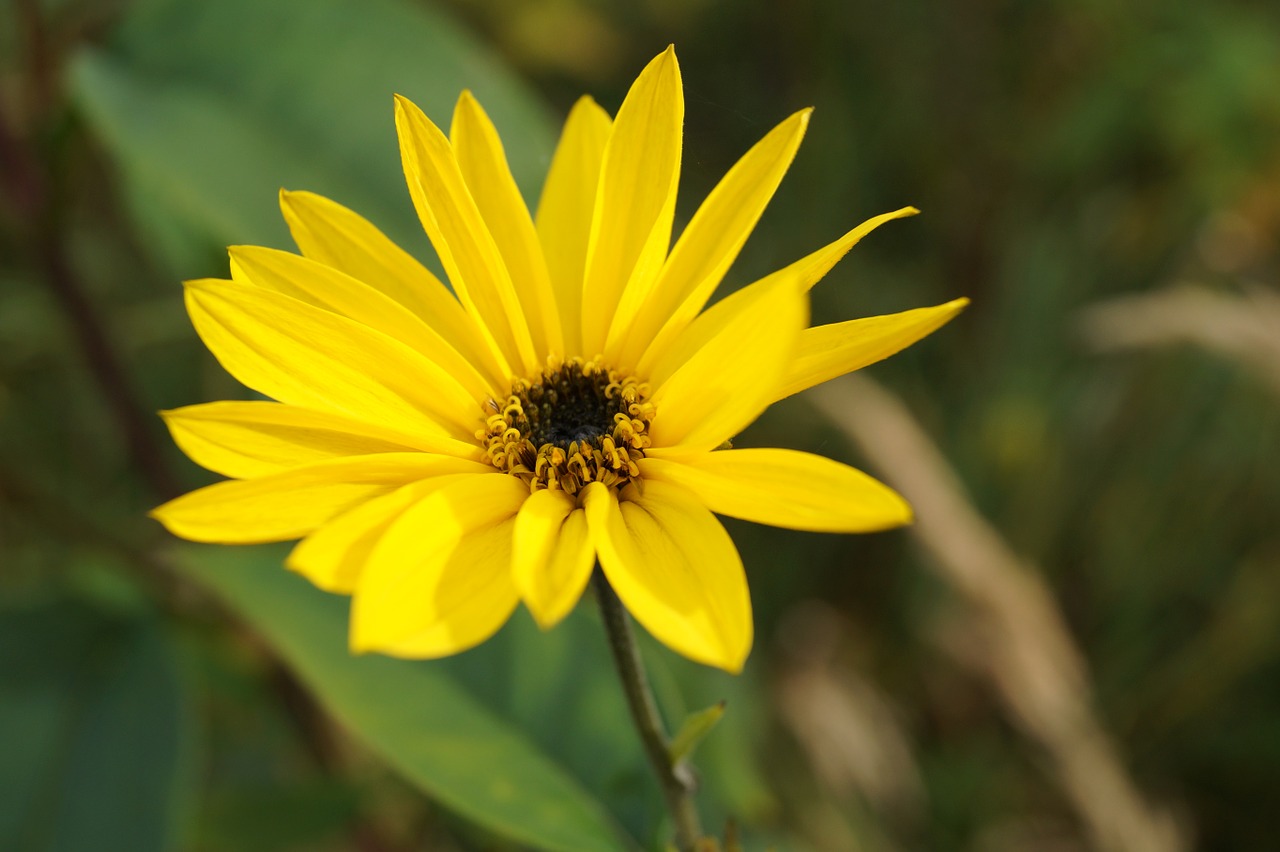 Gėlė, Geltona, Augalas, Geltona Gėlė, Gėlės, Grožis, Juodas Eyed Susan, Nemokamos Nuotraukos,  Nemokama Licenzija