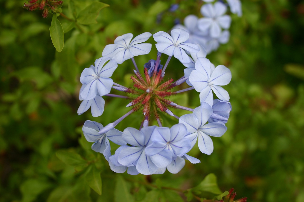 Plumbago, Gėlė, Mėlynas, Sodas, Nemokamos Nuotraukos,  Nemokama Licenzija