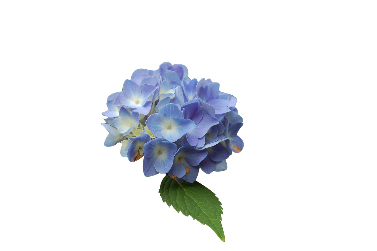 Gėlė, Mėlynas, Hortenzija, Izoliuota Forma, Nemokamos Nuotraukos,  Nemokama Licenzija