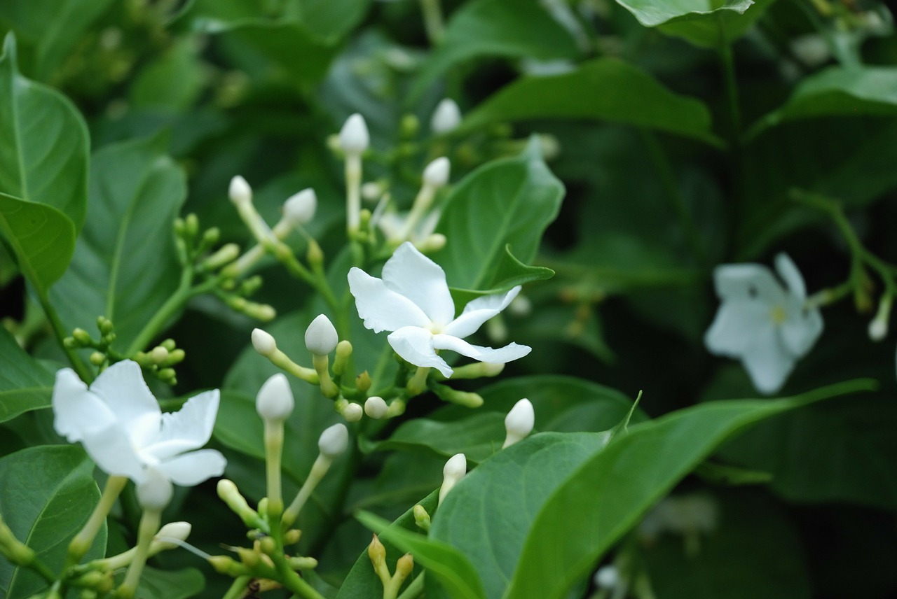 Gėlė, Balta, Wildflower, Balta Gėlė, Makro, Gamta, Kaktusas, Gėlės, Nemokamos Nuotraukos,  Nemokama Licenzija