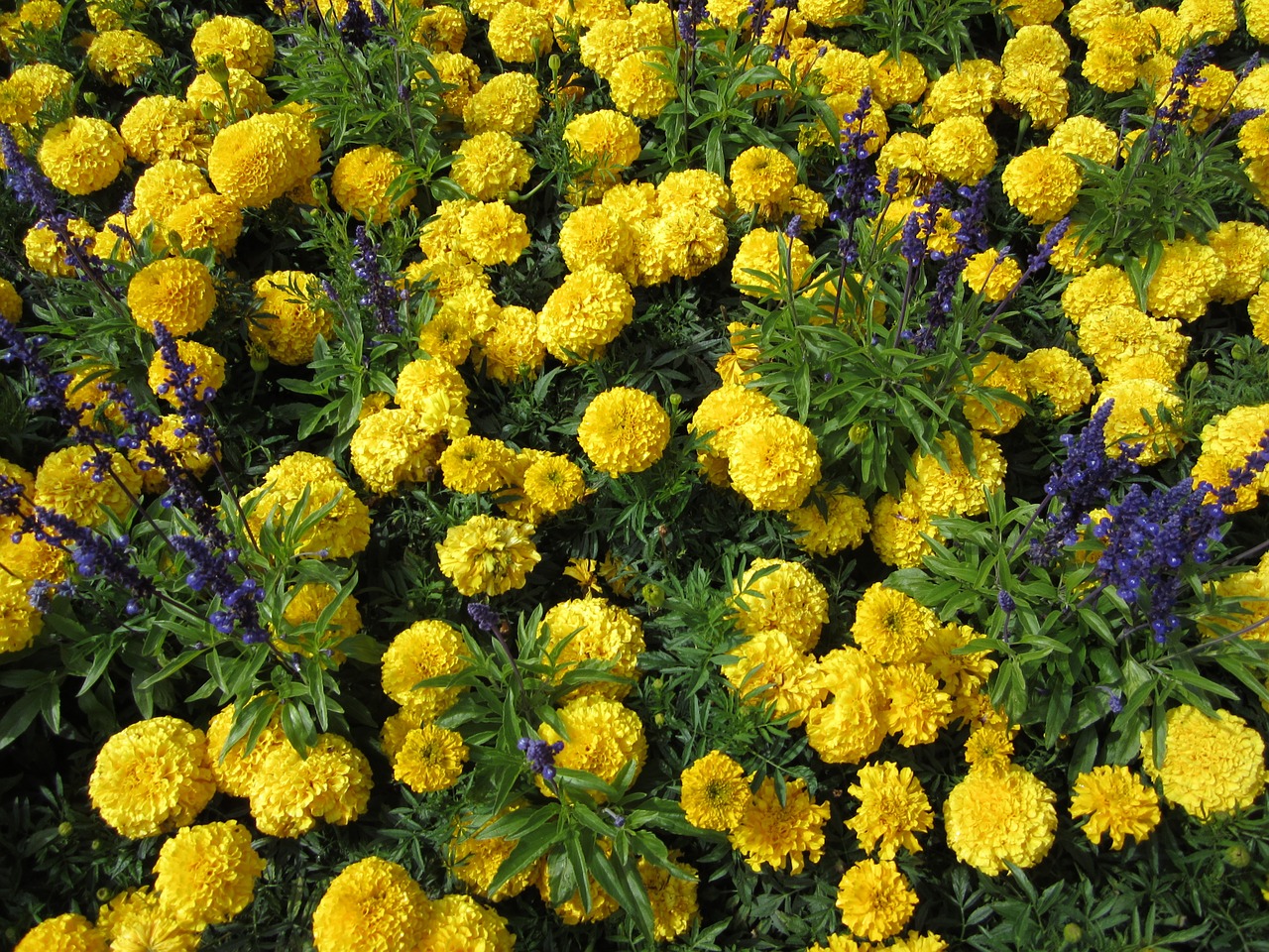 Gėlė, Marigoldas, Geltona, Butchart Sodai, Britų Kolumbija, Kanada, Nemokamos Nuotraukos,  Nemokama Licenzija