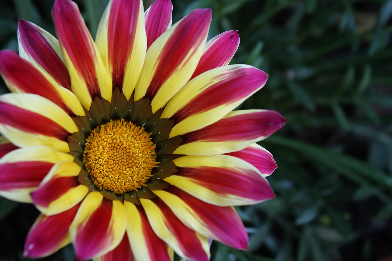 Gėlė, Gazania, Tvirtas, Gamta, Asteraceae, Flora, Augalas, Žiedlapiai, Rozės, Makro