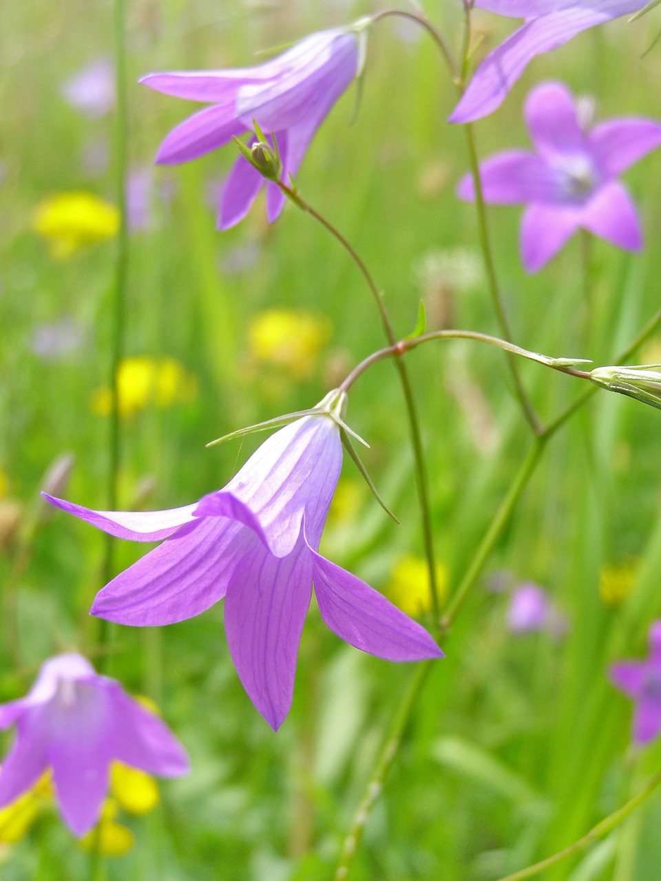 Gėlė, Campanula Patula, Pavasaris, Pieva, Žiogas, Laukiniai, Rožinis, Žalias, Gamta, Augalai