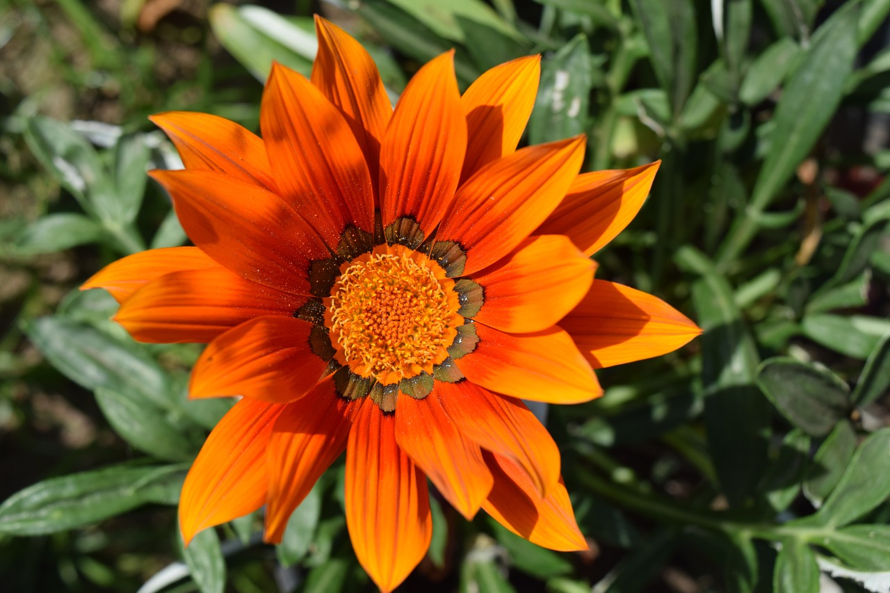 Gėlė, Gamta, Sodas, Žiedlapis, Makro, Oranžinė, Flora, Nemokamos Nuotraukos,  Nemokama Licenzija