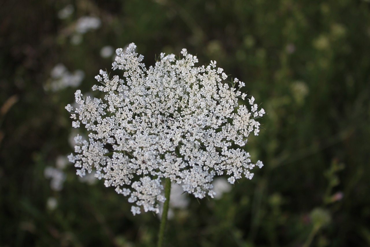 Nėriniai, Gėlė, Daucus Carota, Augalas, Balta, Gamta, Žalias, Makro, Morkos, Paukščio Lizdą