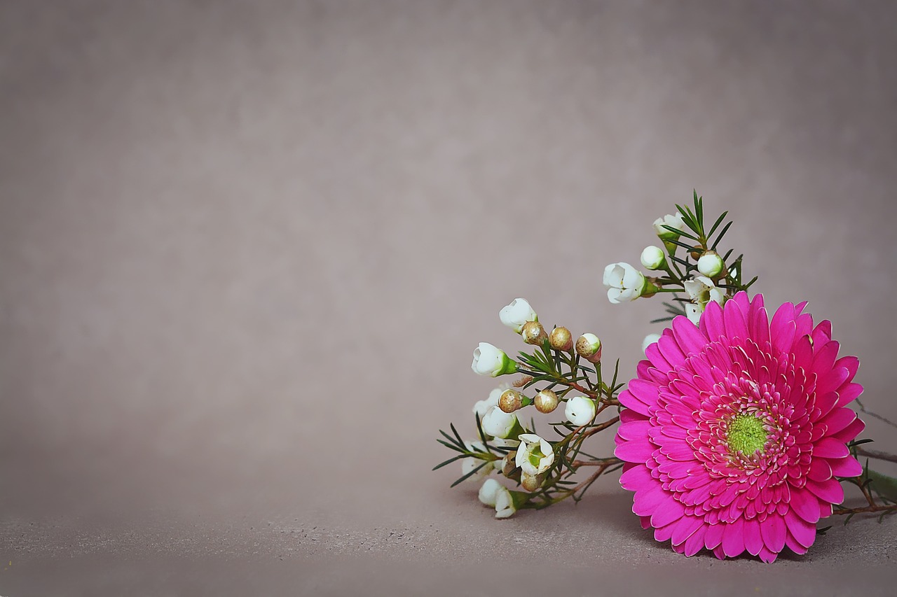 Gėlė, Rožinis, Gerbera, Žiedas, Žydėti, Žiedlapiai, Pavasario Gėlė, Schnittblume, Teksto Laisvė, Neigiama Erdvė