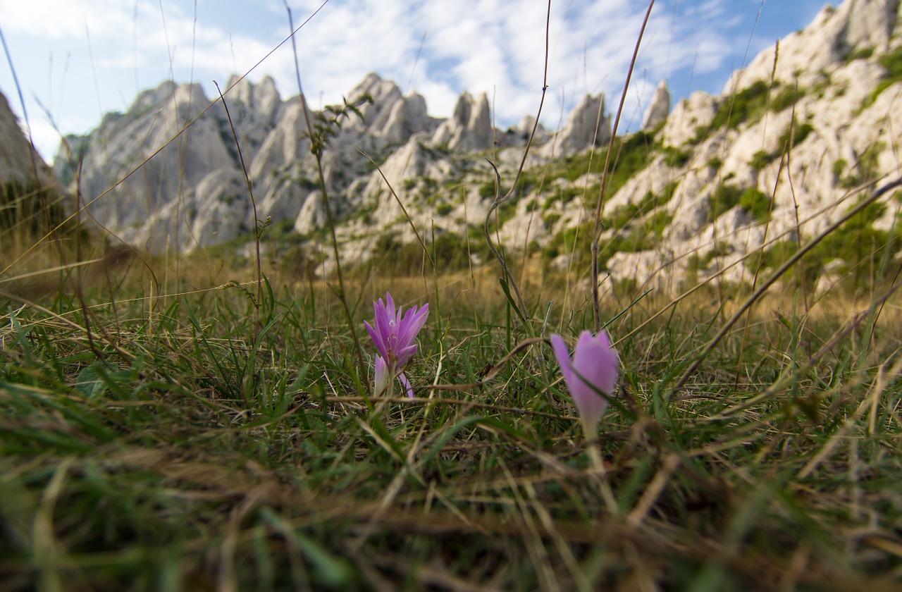 Herbstzeitlose, Gėlė, Pieva, Kalnai, Žiedas, Žydėti, Žolė, Laukinės Gėlės, Nemokamos Nuotraukos,  Nemokama Licenzija